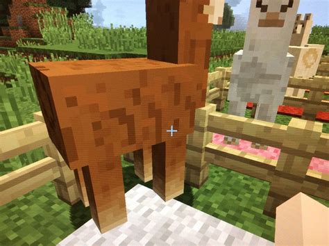 tame llama minecraft